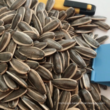 new crop raw sunflower seed 361 363